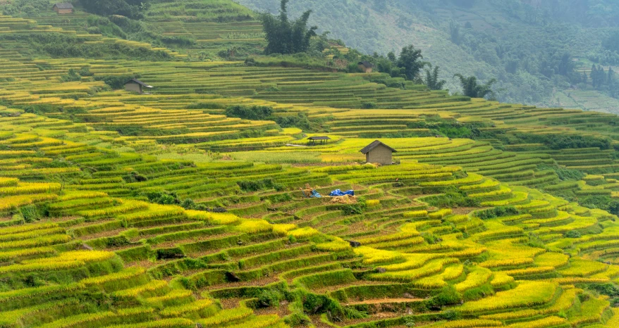 some large rows of grass plants hills and houses