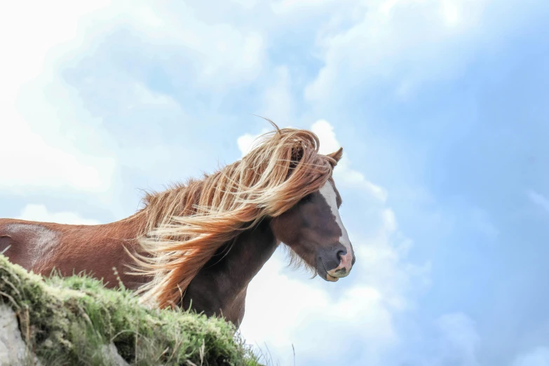 a brown horse with some long hair on it's head