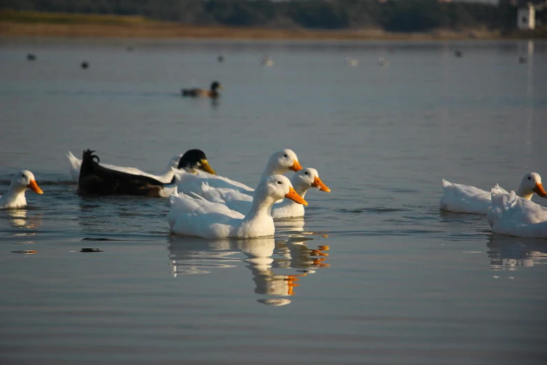 some ducks swimming around the shore of the water