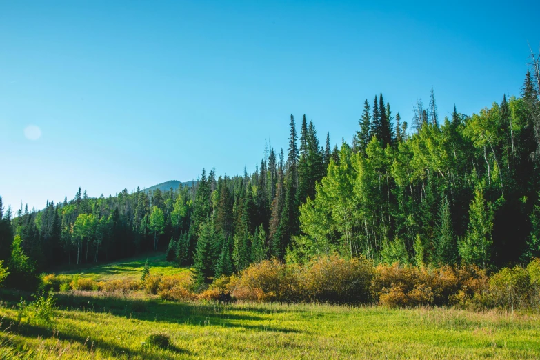 a field with lots of trees and grass