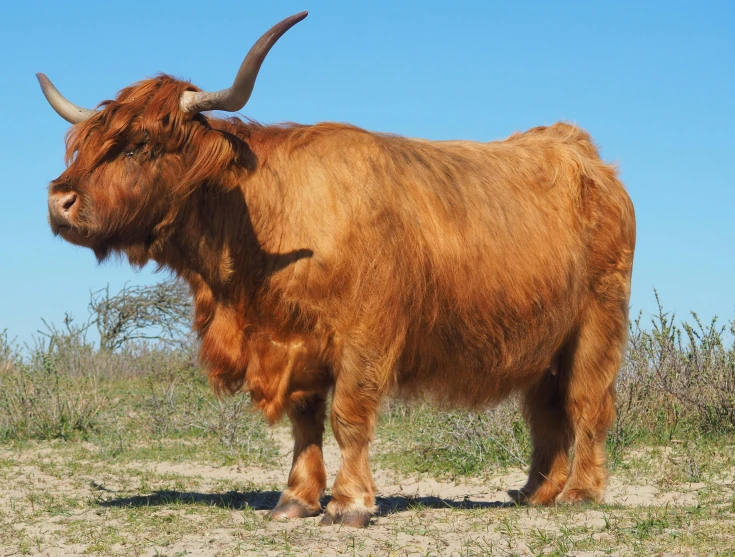 a large animal is standing in the grass