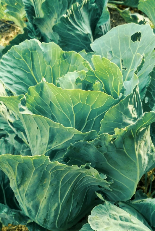 a green plant with many leaves growing in the garden