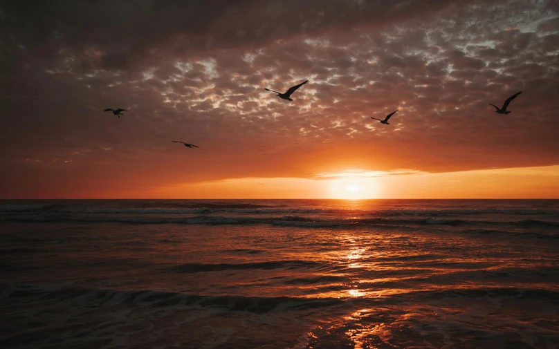 two birds flying over a large body of water