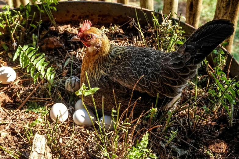 chicken next to broken eggs in garden area