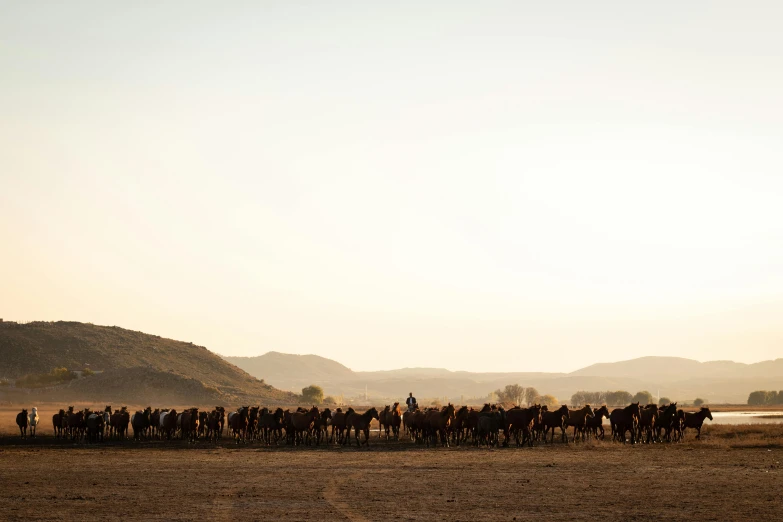 there are people walking away from the cows