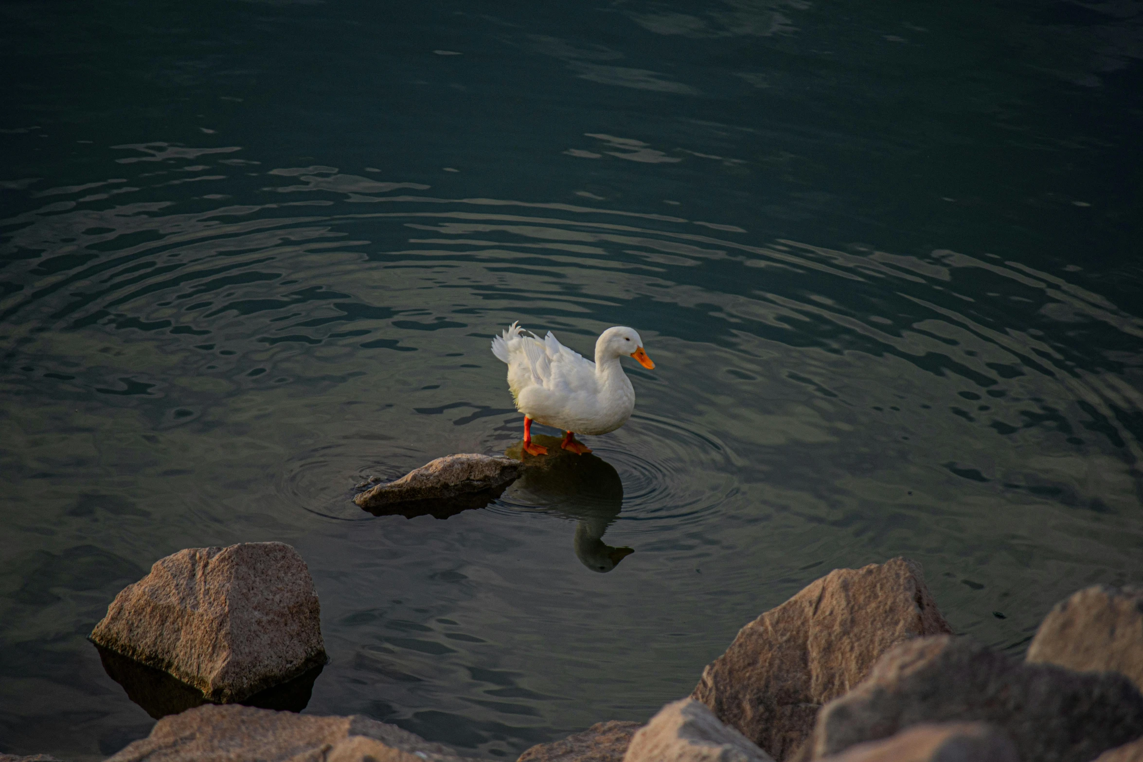 a duck is sitting on top of a rock in the water