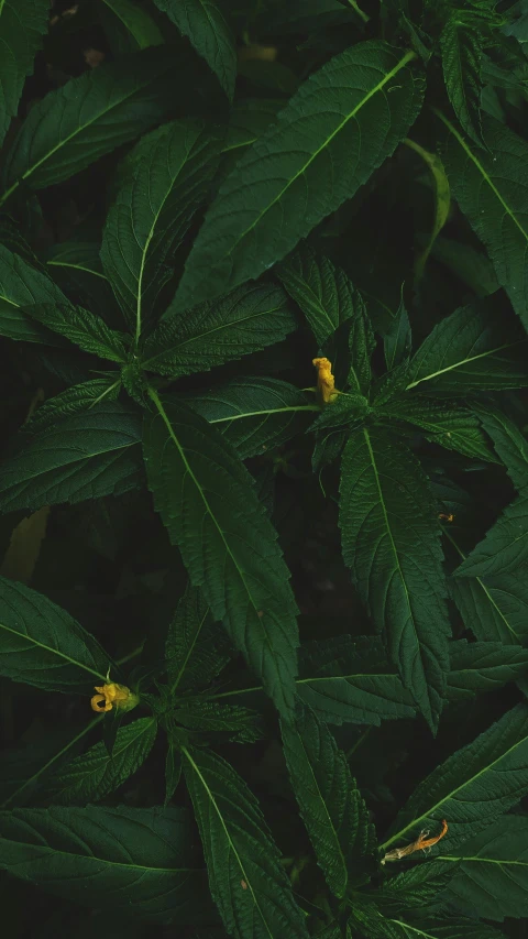 many green leaves with one yellow spot at the top of the leaves