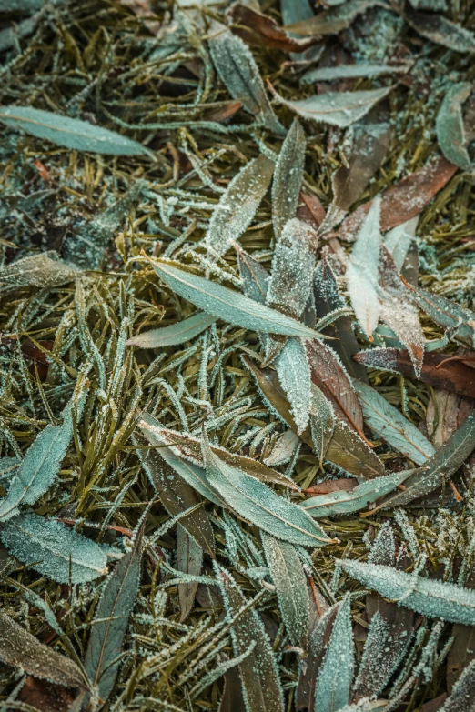 grass and leaves on the ground