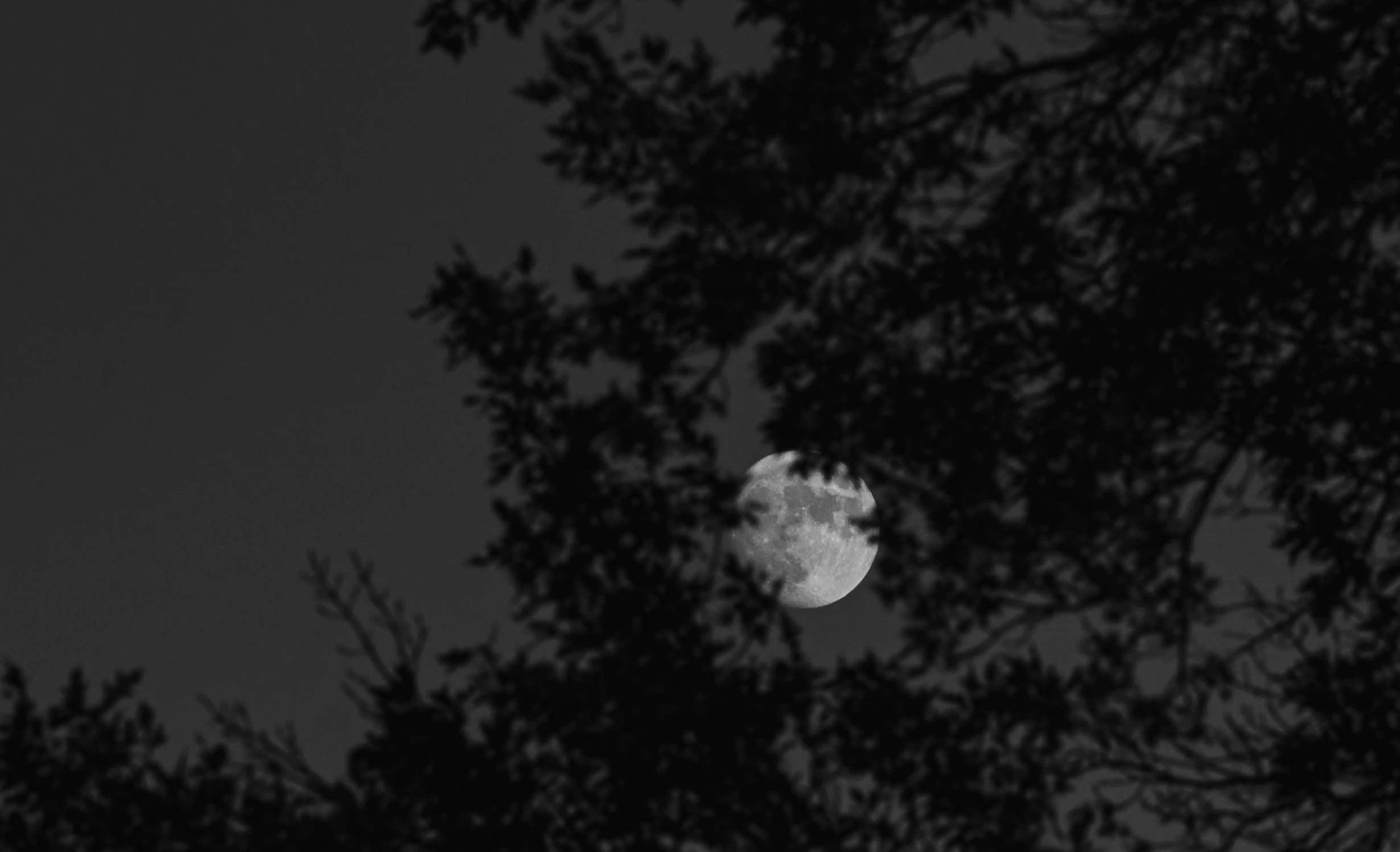 a view of a full moon through the trees