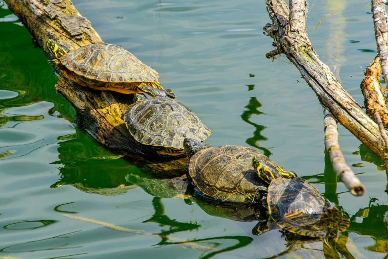 two turtles sitting on the trunk of a fallen tree