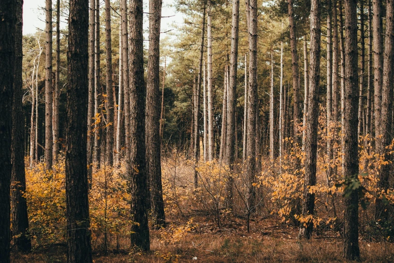 an image of a forest area with fall leaves