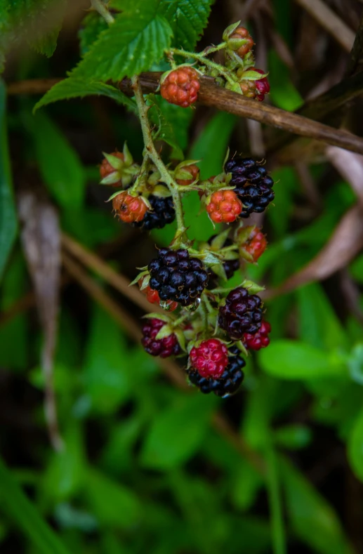 a nch with ripe berries, and other berries, sitting next to green plants