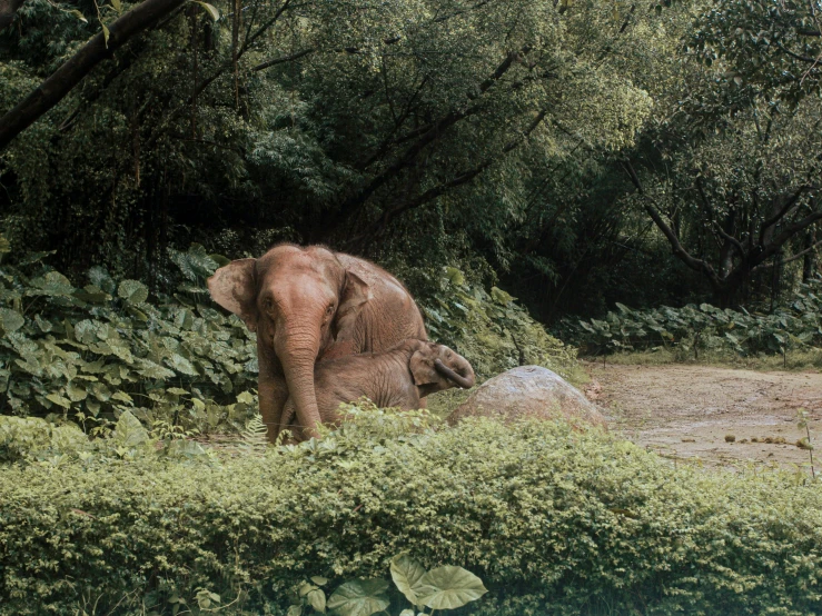 there is a elephant that is walking near some bushes