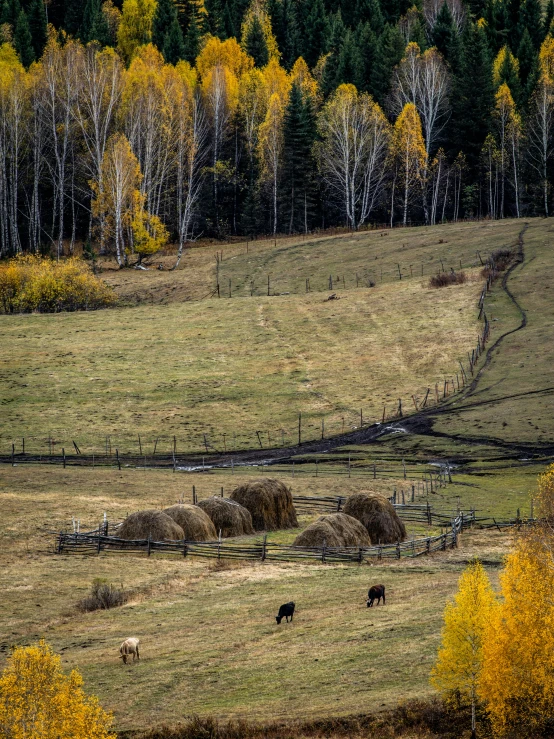 a field of straw is shown with yellow trees