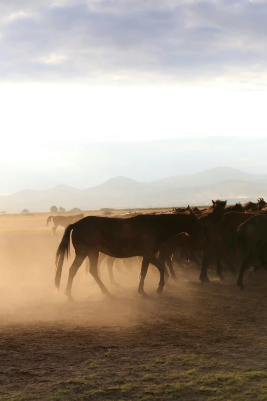 a herd of cattle on a dusty plain