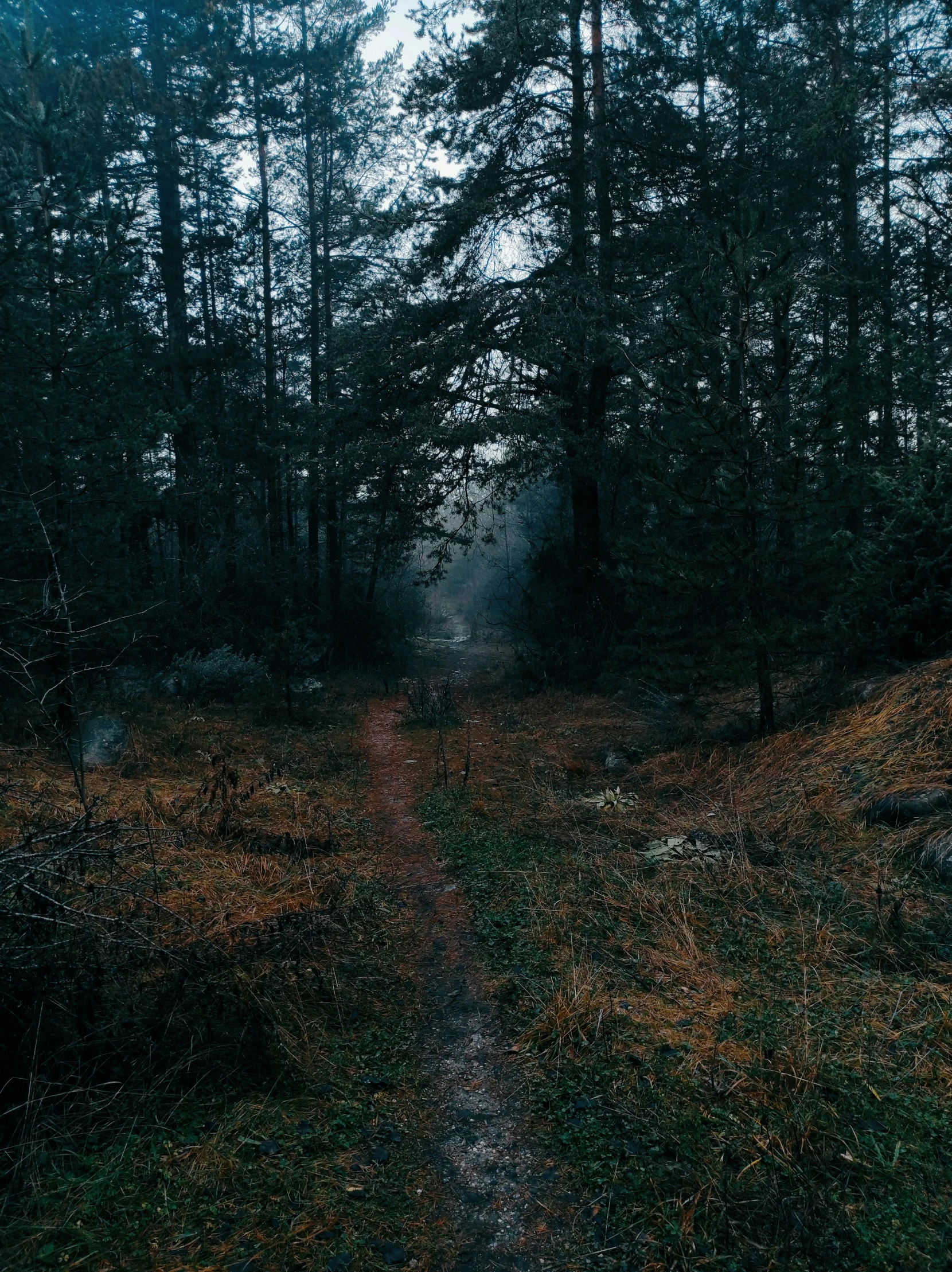 a single person standing on a path through some trees