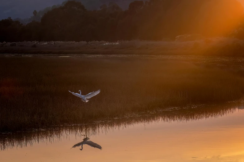 a couple of birds that are standing in some water