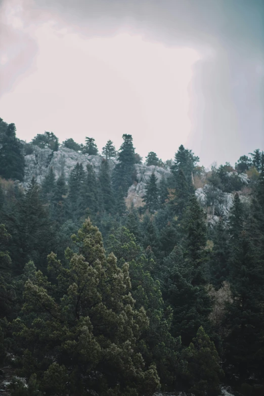 some trees are standing in front of a mountain