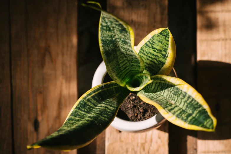 a plant in a white container with dirt on the side