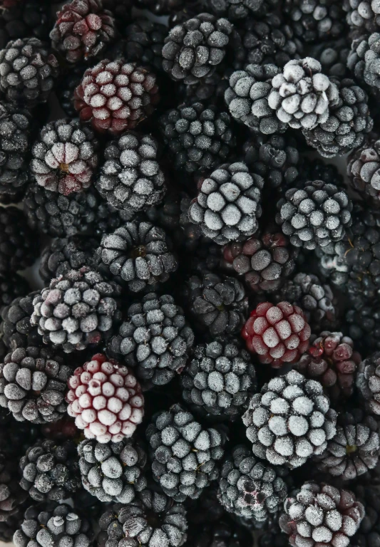 large blackberries covered in snow on a white surface