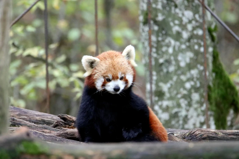 a red panda bear sitting in the middle of a forest