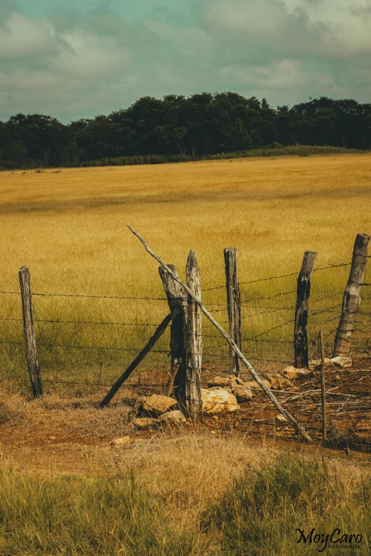 a fenced field with a single tree and other trees in the distance