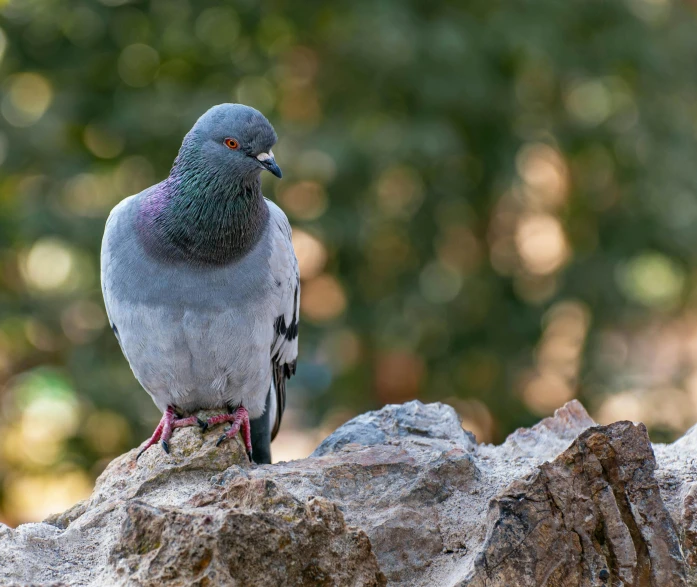 a close up view of a pigeon sitting on a rock