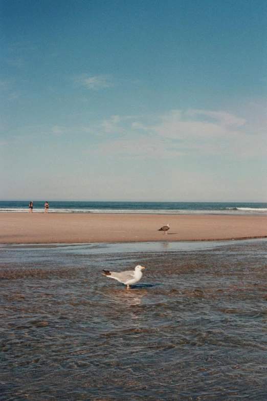 the seagulls are enjoying their swim on the beach