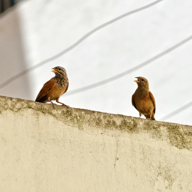 a group of brown birds standing on a ledge