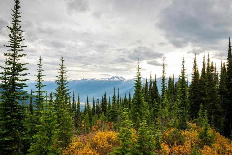 a forest in the middle of autumn with tall trees