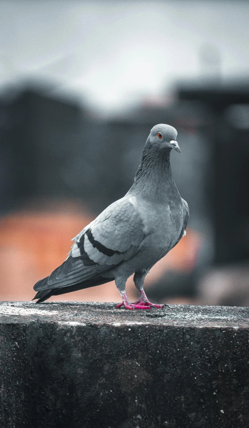 a close up of a pigeon on top of a ledge