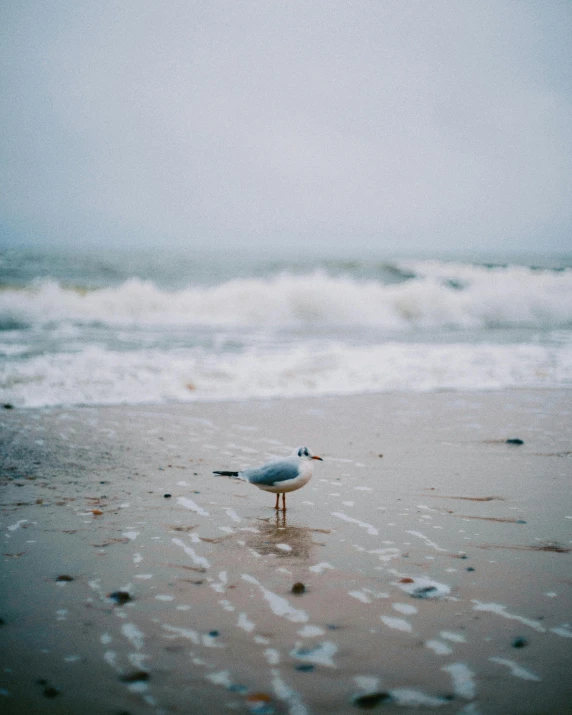 a bird stands on a beach as a wave rolls in