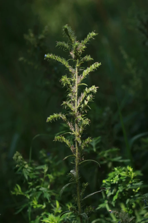 a close up of a small green plant in the woods