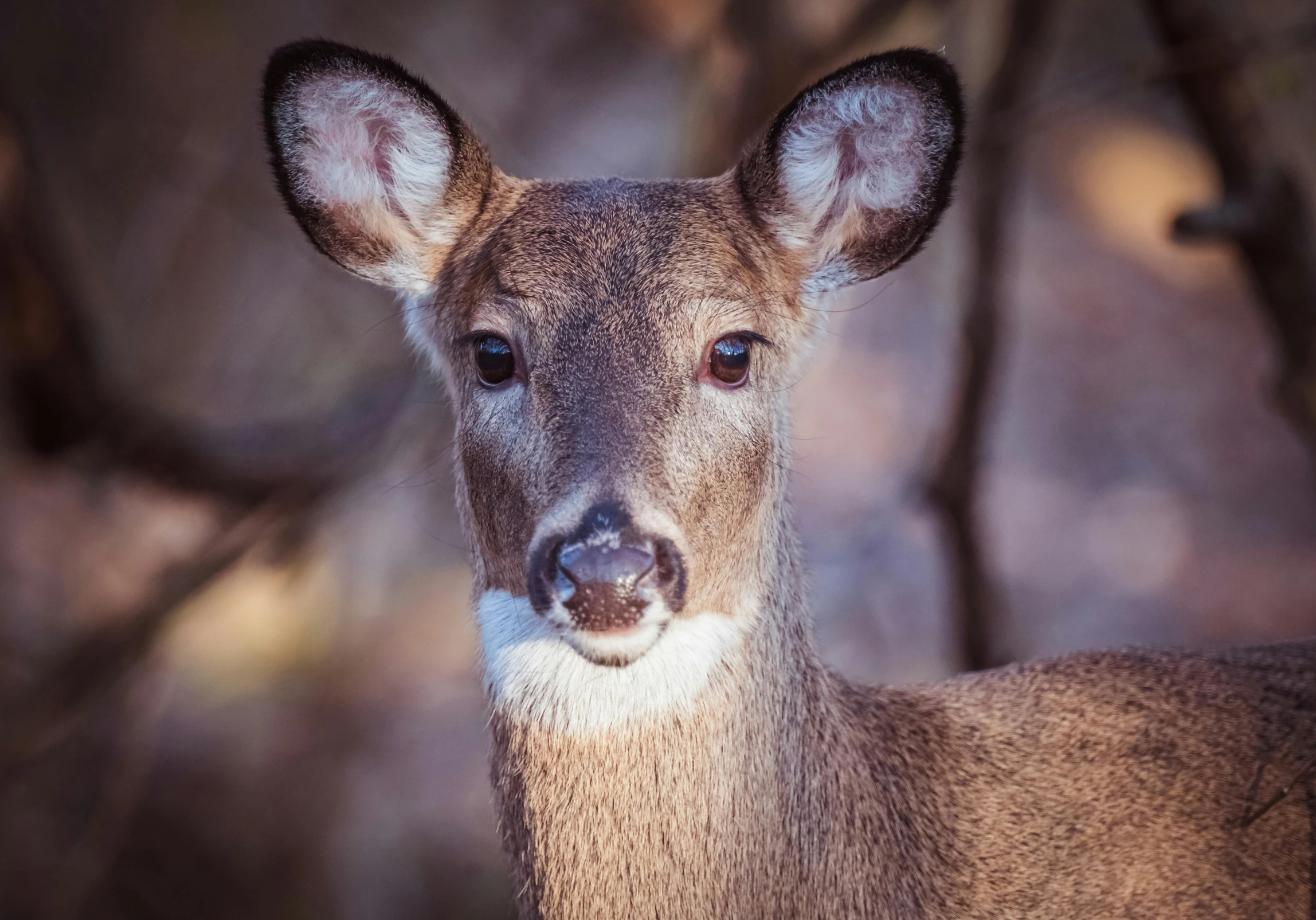 a close up s of a deer with a blurry background