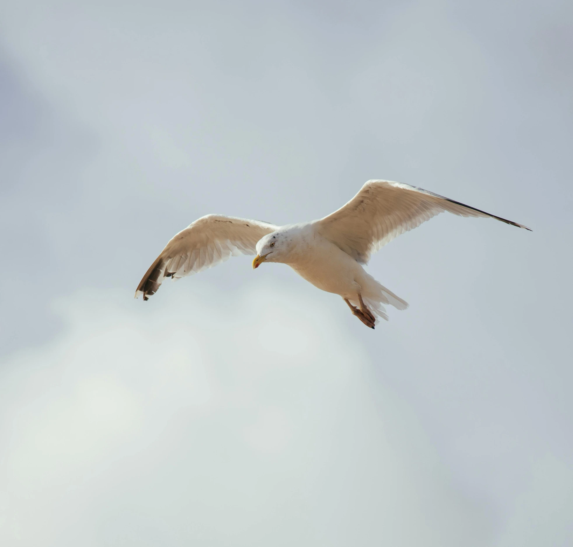 a seagull flying with its beak in its mouth