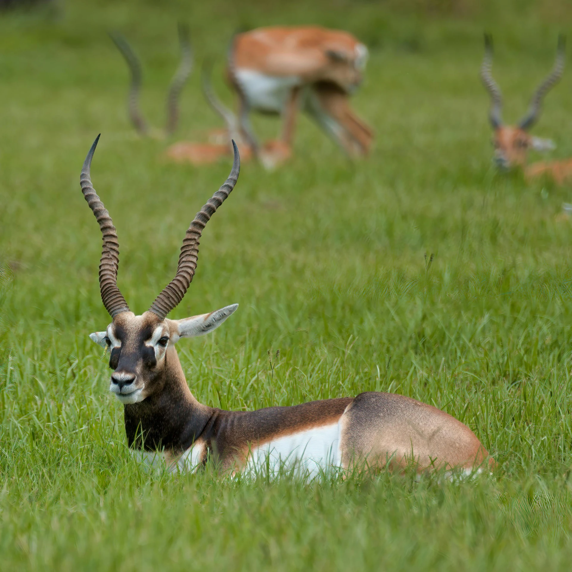 a small animal laying in a field with its long horns spread