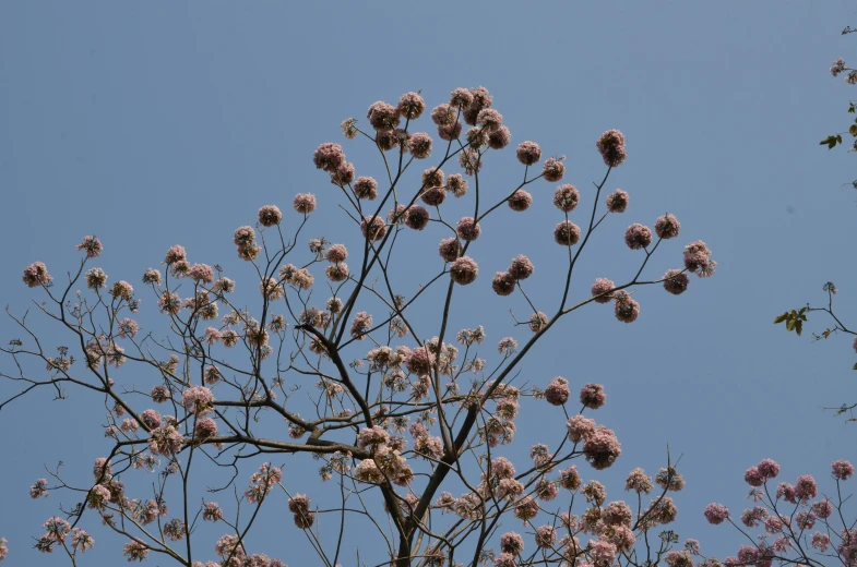 the nches and flowers of this tree are all pink