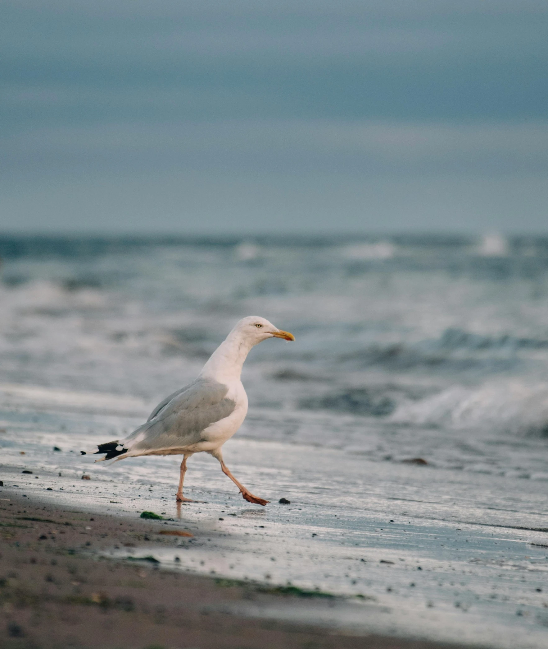 the bird is walking across the wet sand