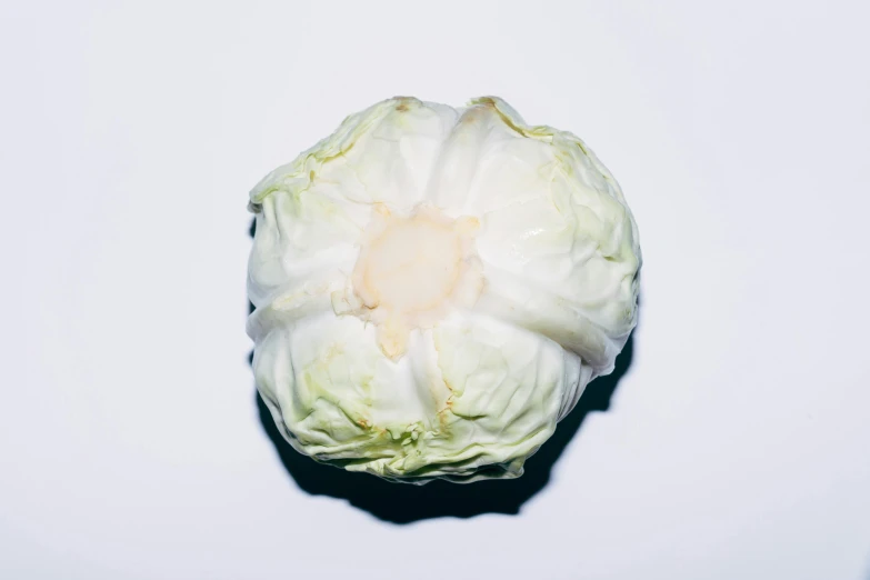 a piece of cabbage with some white spots on the end