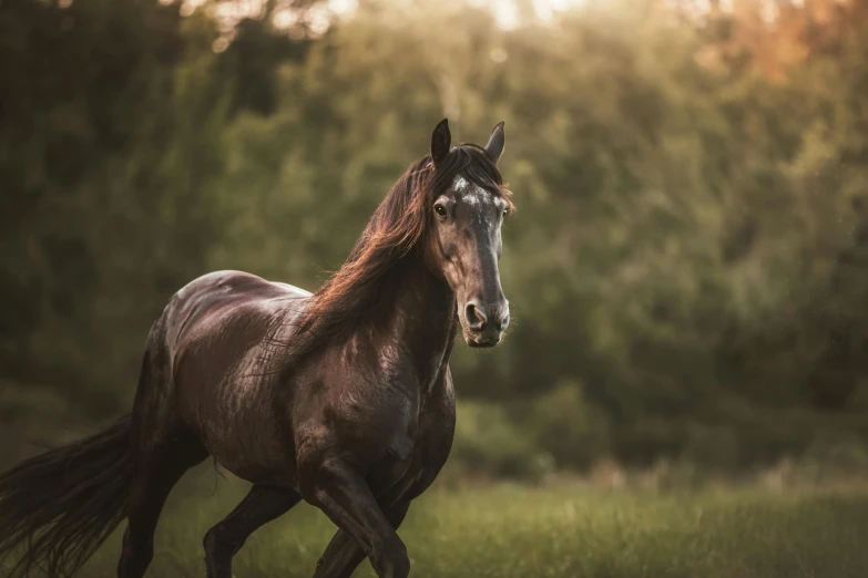 an image of a horse that is running