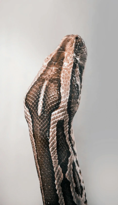 the skin of an exotic animal looks like a skin snake