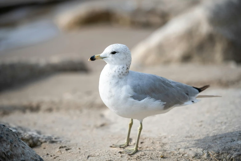 there is a seagull that is standing in the sand