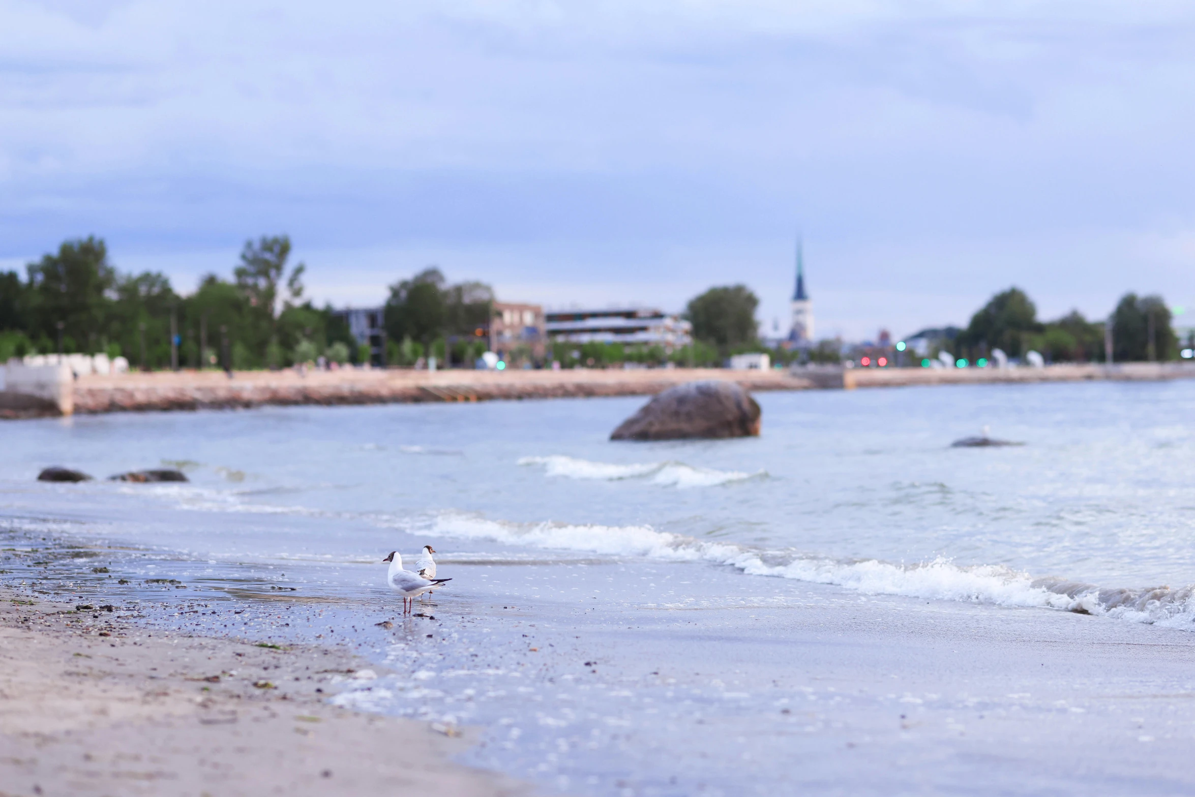 a bird standing on the beach looking out into water