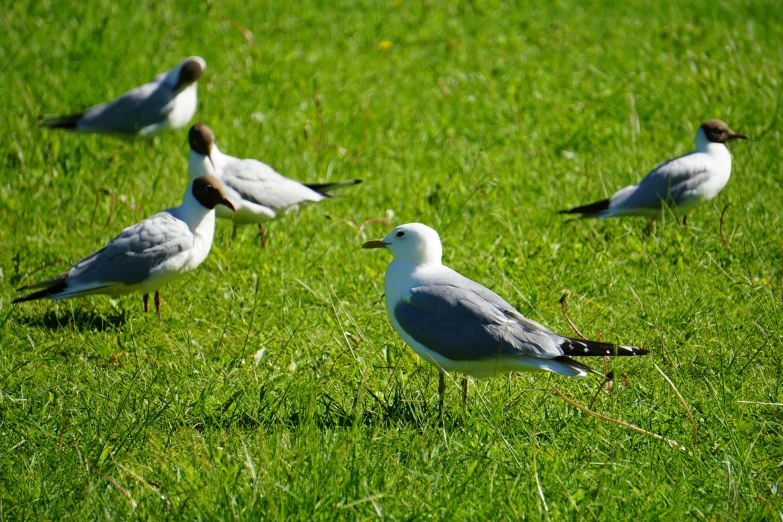 four seagulls are standing in the grass