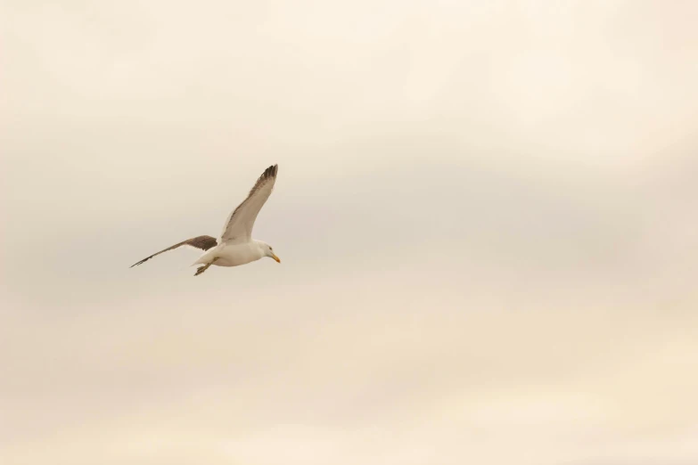 a seagull flying in the sky in front of a cloudy gray background