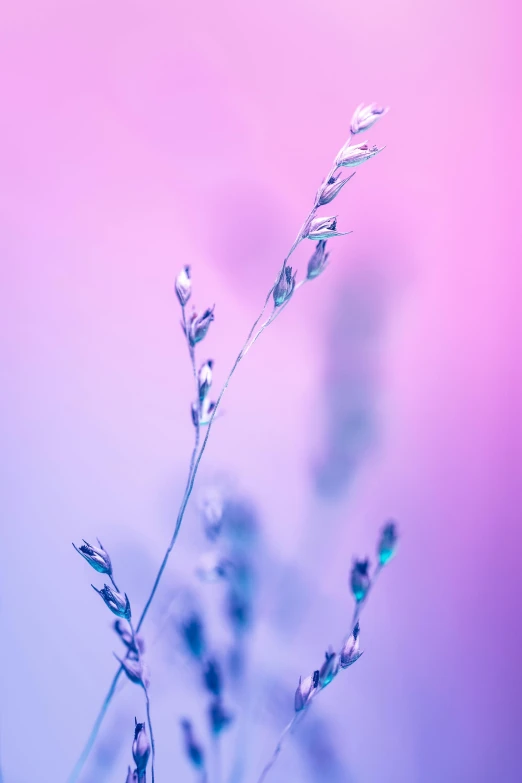 a sprig of lavender and pink against a blue - purple - light background