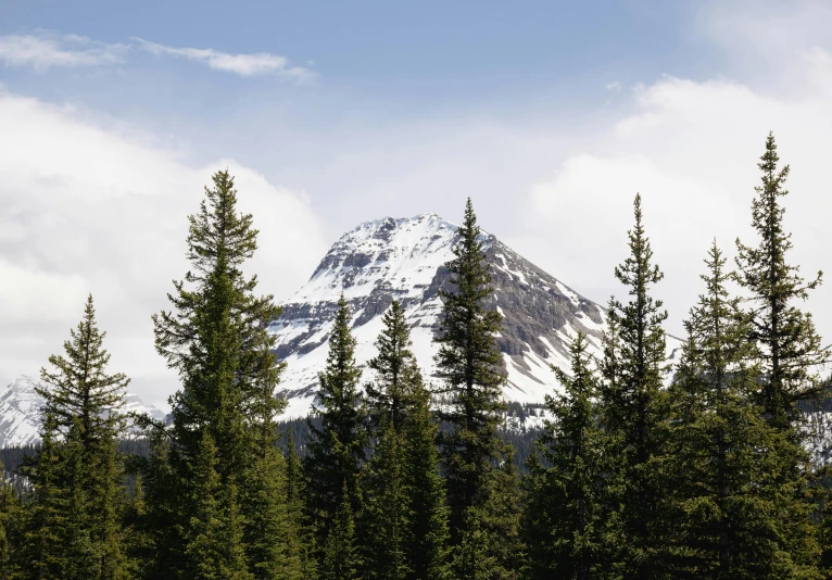 a mountain rises over the green pine trees