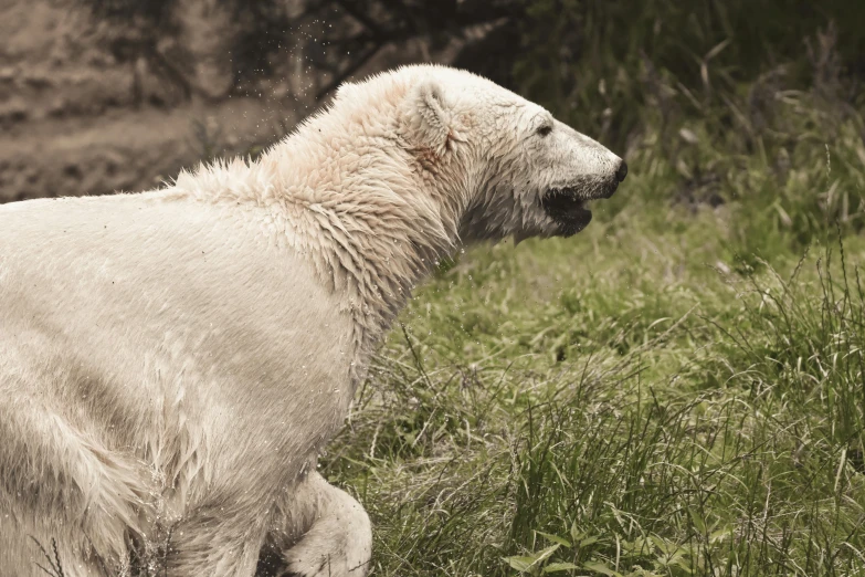 white polar bear in grassy area next to wooded area