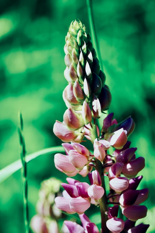 the pink flower is blooming in the green field