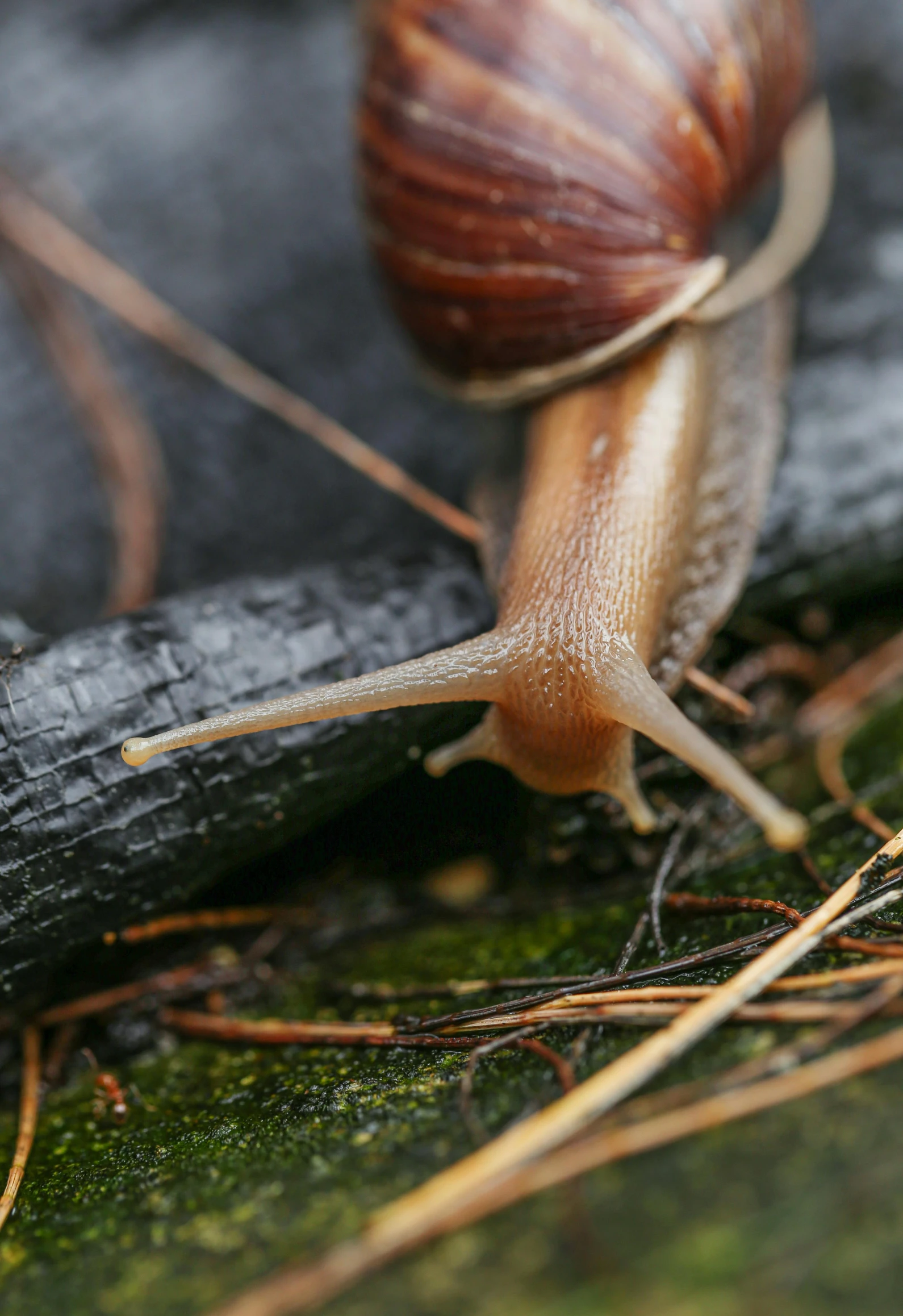 a snail crawling along the bottom of a log